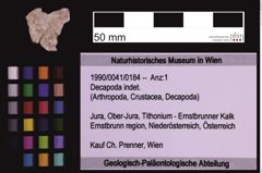 Foto (Objekt + Etiketten) von Decapoda indet. (NHMW-GEO-1990-0041-0184)